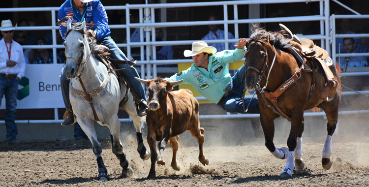 Image of steer wrestling at the Calgary Stampede rodeo Image of steer wrestling at the Calgary Stampede rodeo