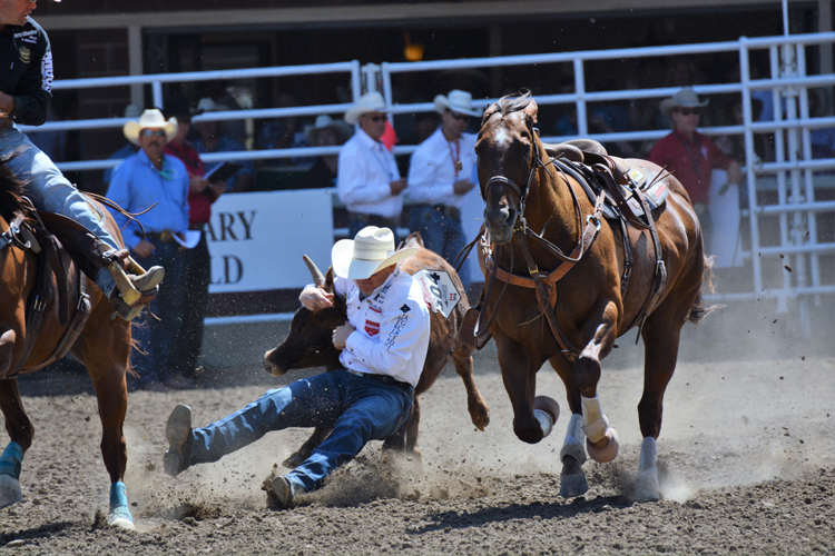 Image of steer wrestling at the Calgary Stampede rodeo Image of steer wrestling at the Calgary Stampede rodeo