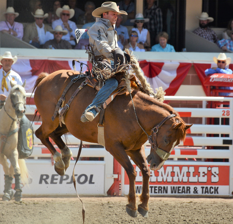 Image of a cowboy saddle bronc riding at the Calgary Stampede rodeo Image of a cowboy saddle bronc riding at the Calgary Stampede rodeo