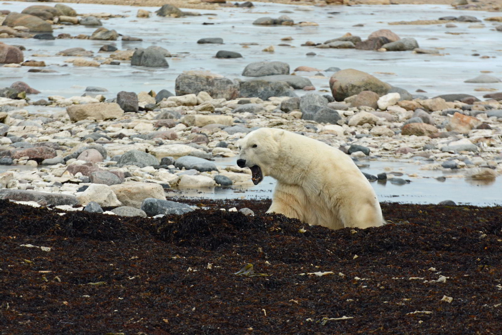 An image of a polar bear resting on the shores of the Hudson Bay near Churchill, Manitoba