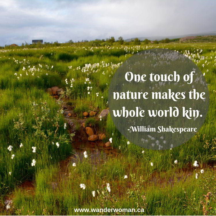 An image of cotton grass along a roadside in Iceland - meaningful quotes about nature - One touch of nature makes the whole world kin - William Shakespeare An image of cotton grass along a roadside in Iceland - meaningful quotes about nature - One touch of nature makes the whole world kin - William Shakespeare