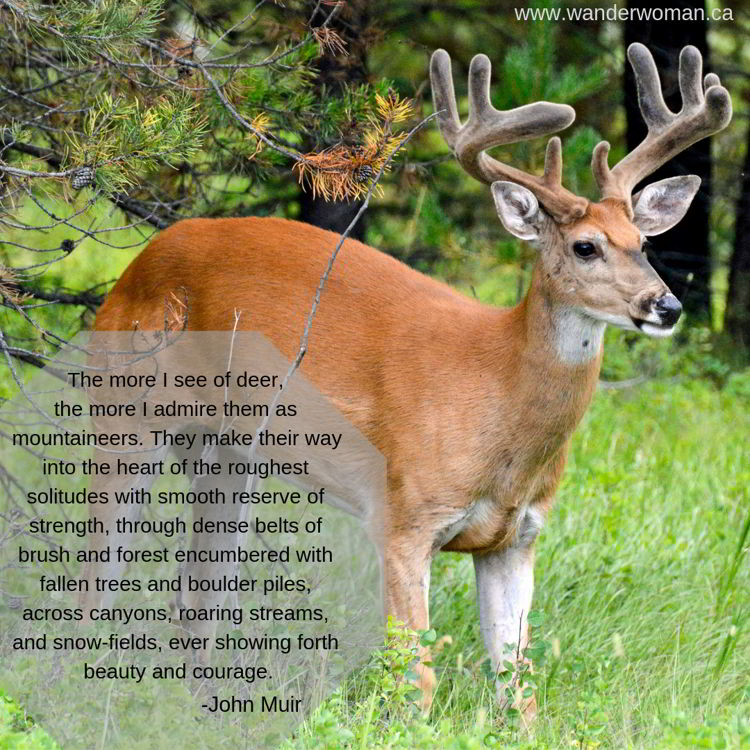 An image of a mule deer in late spring in Montana - meaningful quotes about nature - The more I see of deer, the more I admire them - John Muir An image of a mule deer in late spring in Montana - meaningful quotes about nature - The more I see of deer, the more I admire them - John Muir