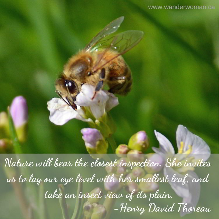An image of a bee on a flower. Meaningful quotes about nature - Henry David Thoreau An image of a bee on a flower. Meaningful quotes about nature - Henry David Thoreau