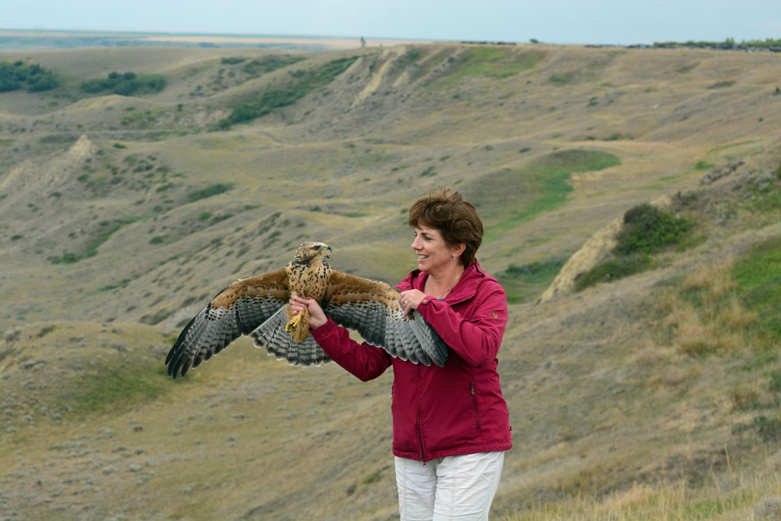 An image of a woman holding a Swainson's hawk near Lethbridge, Alberta - Alberta Birds of Prey Centre.
