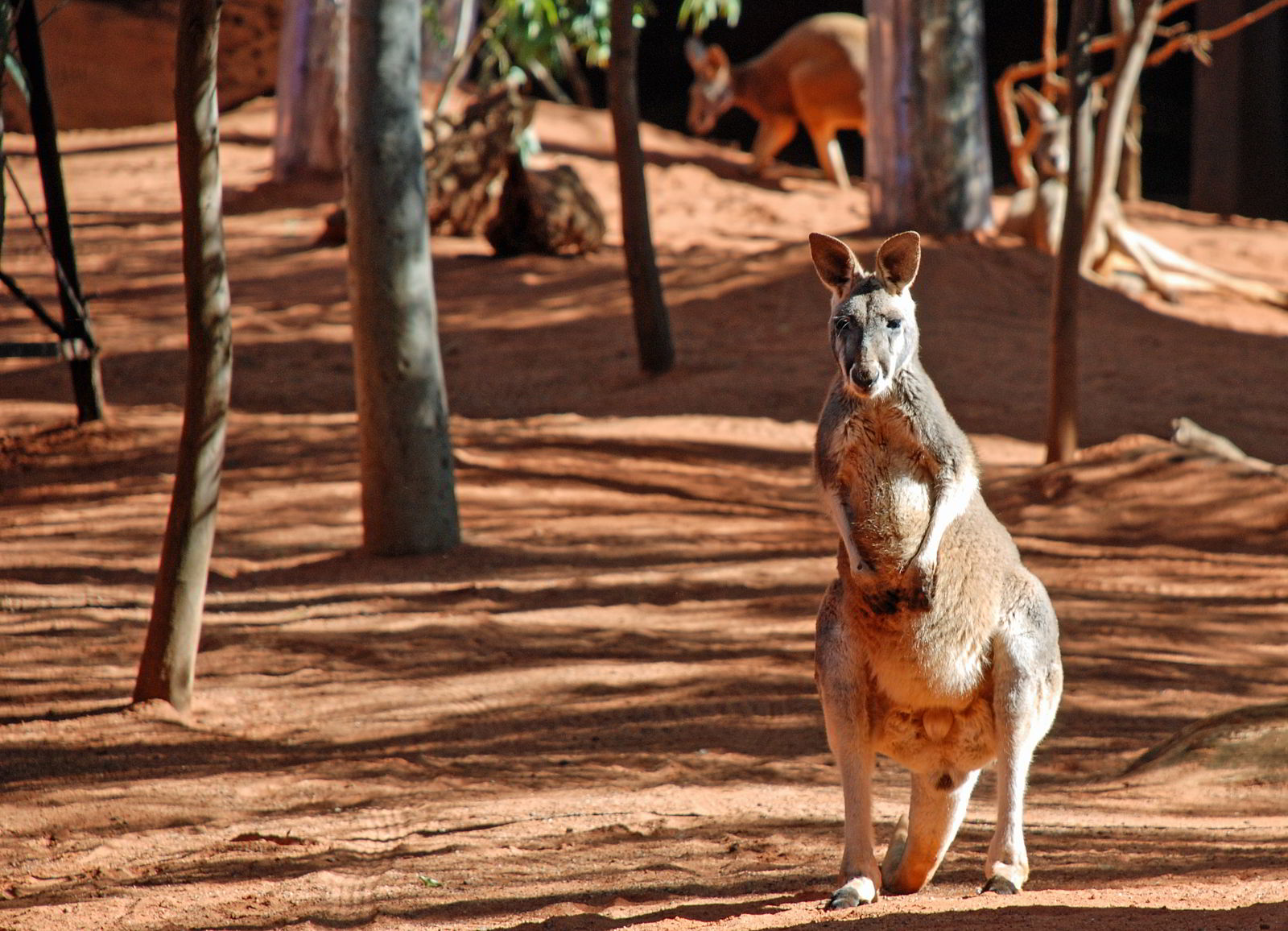 An image of a big grey kangaroo in Queensland, Australia