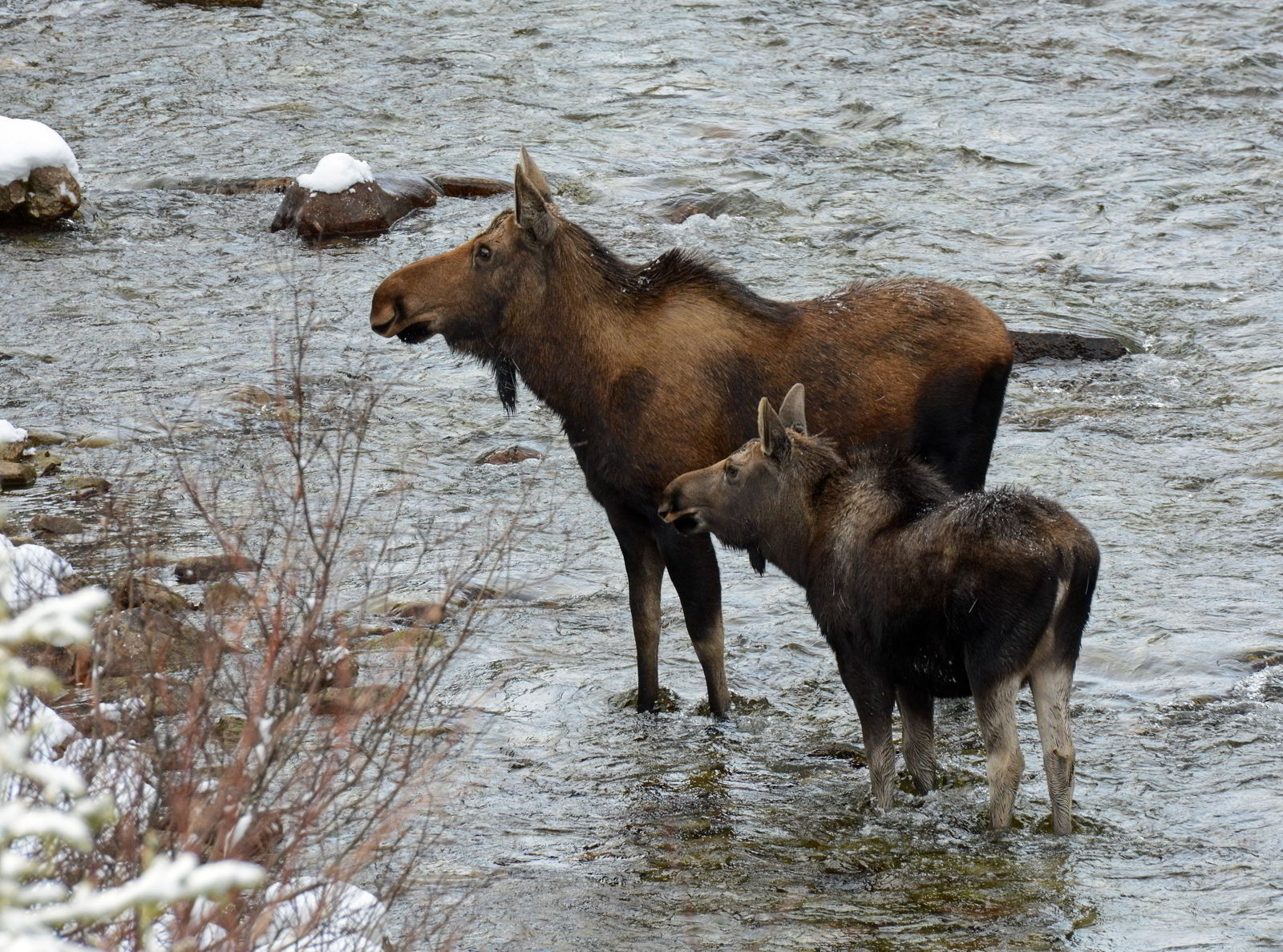 An image of a female moose and a calf crossing a river along the Maligne Lake Road in Jasper National Park, Alberta - Jasper Wildlife Watching