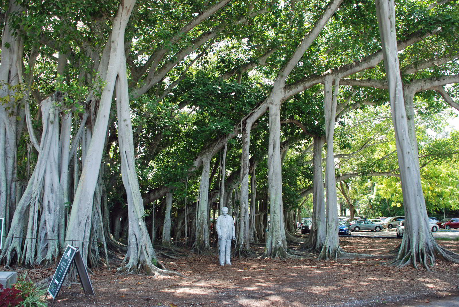 An image of the Banyon Tree on the Ford Edison Winter Estates in Fort Myers, Florida USA