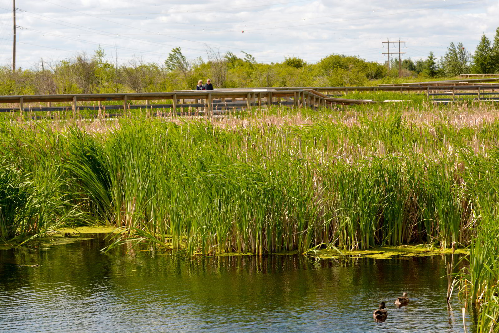 boardwalk views at Lois Hole Provincial park - birds in Alberta, Canada