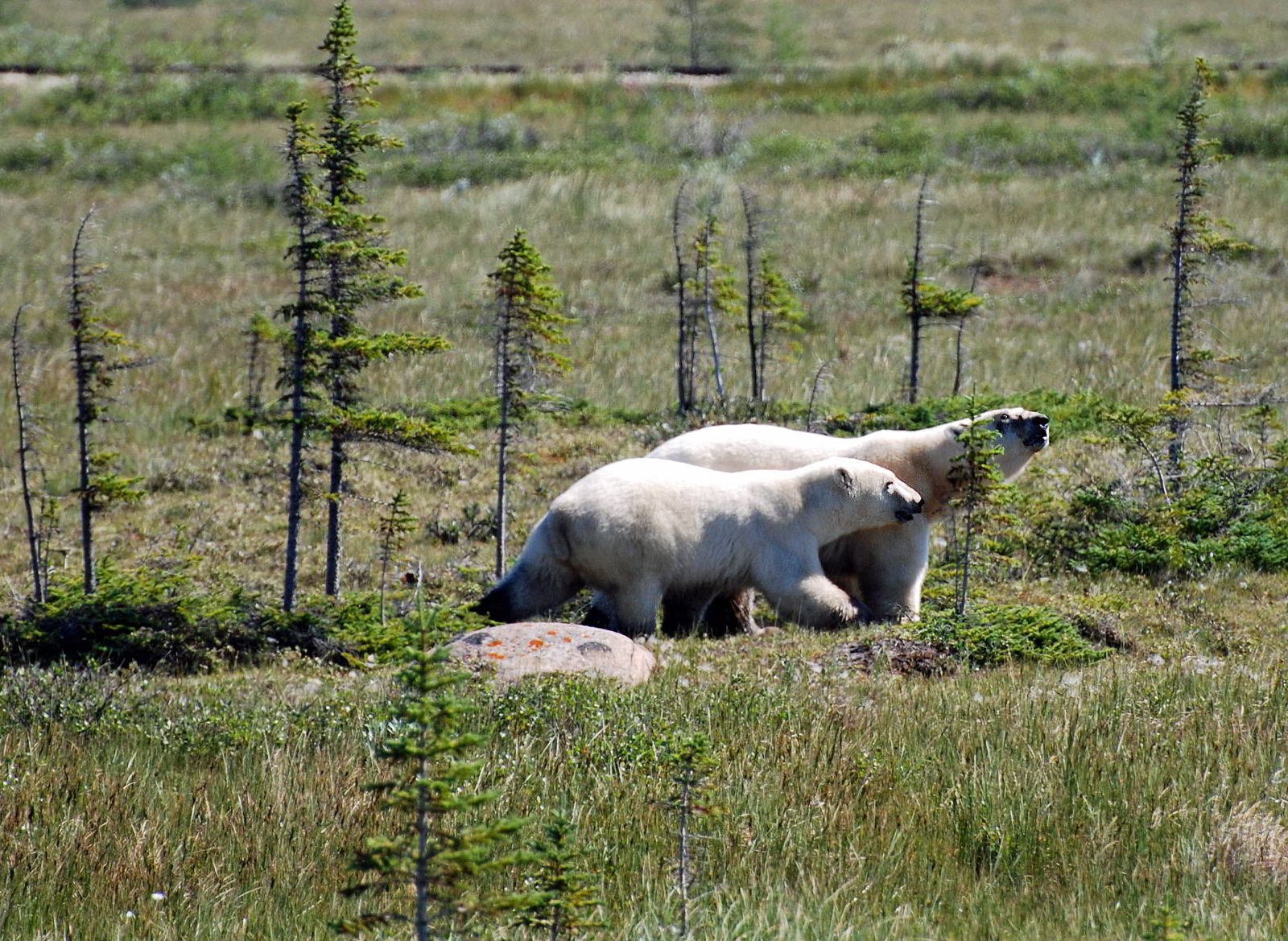 An image of a female polar bear with an almost fully grown cub near Churchill, Manitoba, Canada.Polar bear watching.