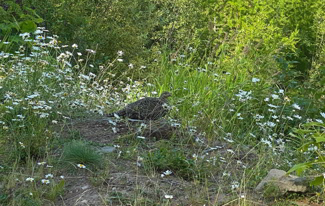 An image of a sage grouse along the Kettle Valley Rail Trail near Kelowna, BC. 