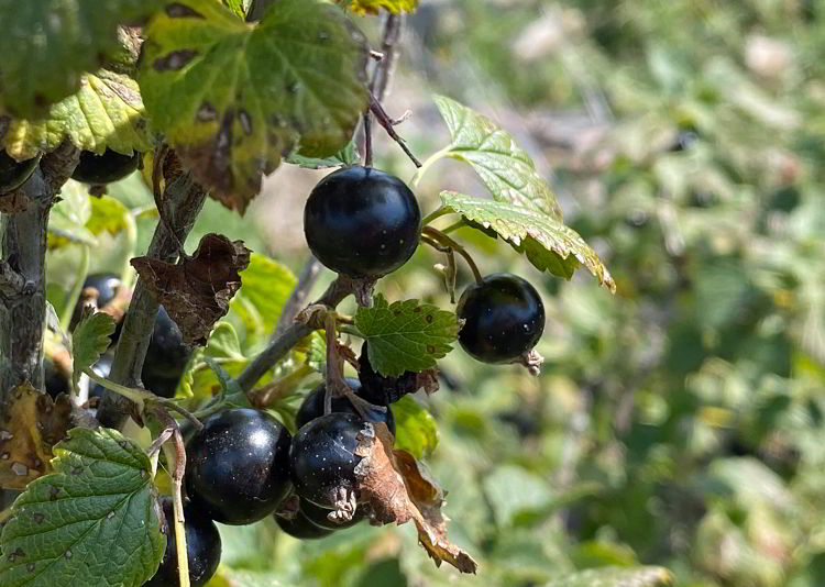 An image of berries at Fireside Winery and Market Garden near Stettler, Alberta. 