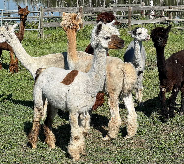 An image of alpacas at Wahlund Farm on an Alberta Open Farm Tour in Stettler. 