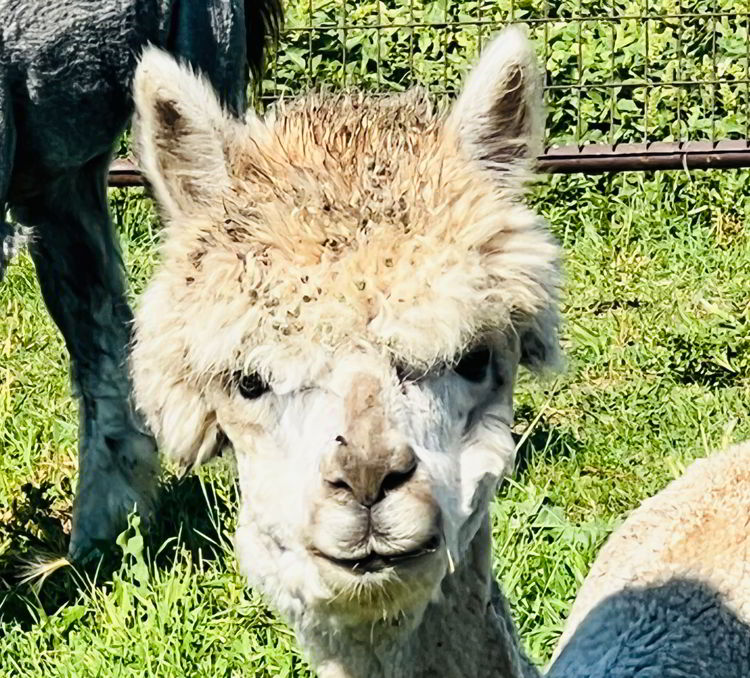 An image of a white alpaca at Wahlund Farms near Stettler, Alberta. 