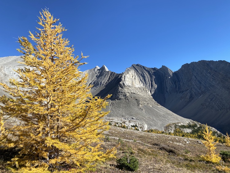 A picture of a larch tree with mountain in the background. Hikes in Kananaskis.