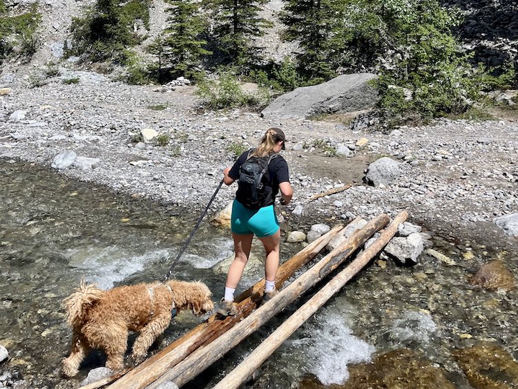 A girl and a dog crossing Porcupine Creek by balancing on a few logs.