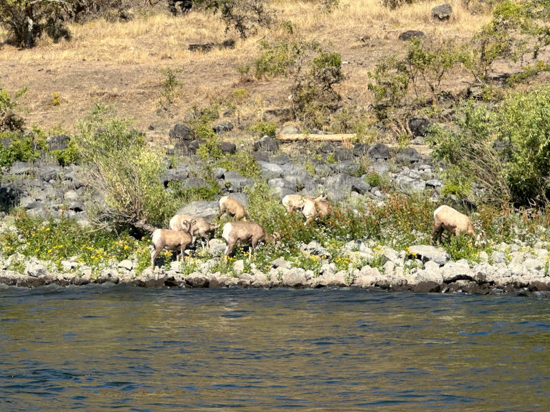 Hells Canyon jet boat tours showcase bighorn sheep on the bank of the Snake River.
