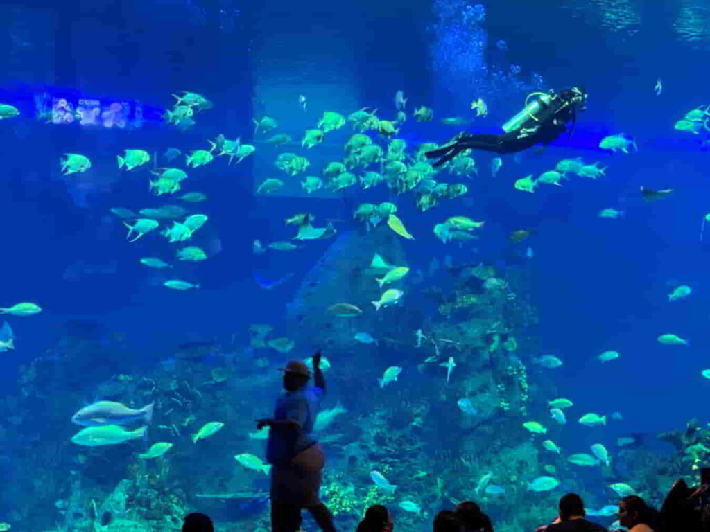 An iamge of a scuba diver at Gran Acuario Mazatlán in Mazatlan, Mexico. 