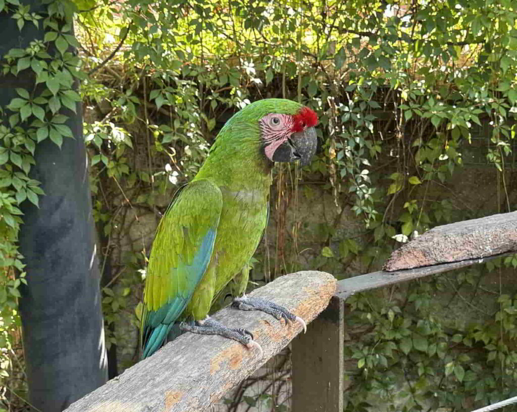 an image of a parrot at Observatorio 1873 in Mazatlan, Mexico.