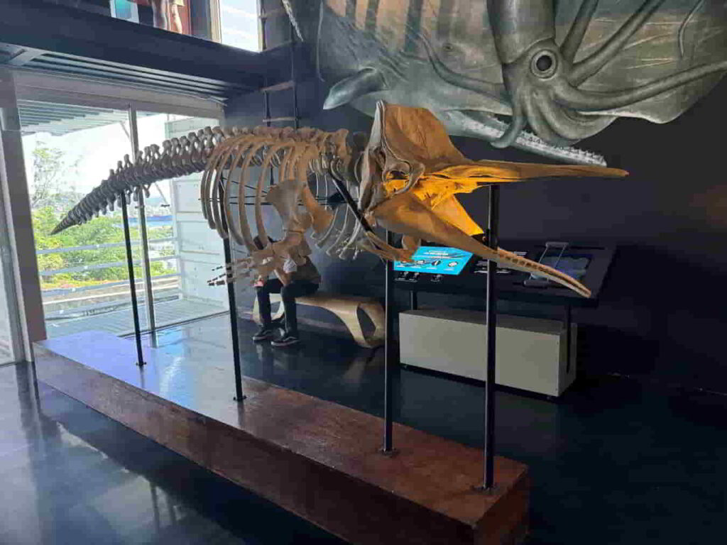An image of a whale skeleton at Museo Nacional de la Ballena in Mazatlan, Mexico. 